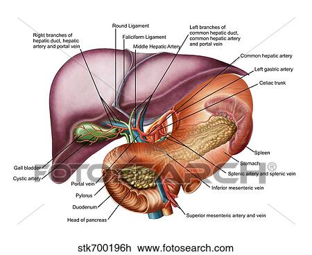 Drawing - Anatomy of liver, antero-visceral view.. Fotosearch
