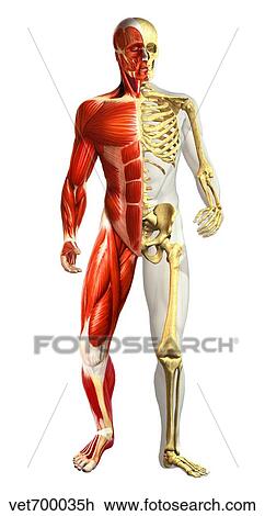 Drawing - Anatomy of male body with half skeleton and half muscular system.. Fotosearch