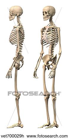 Anatomy Of Male Human Skeleton Side View And Perspective View Drawing Vet700029h Fotosearch