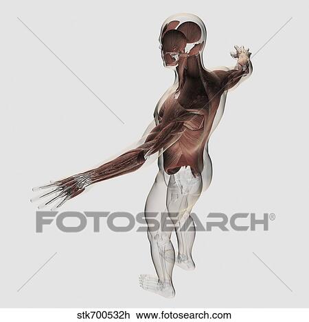 Anatomy of male muscles in upper body, posterior view. View Large Illustration Drawing - Anatomy of male muscles in upper body, posterior view.. Fotosearch