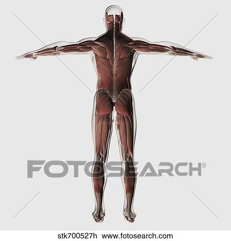 Drawing - Anatomy of male muscular system, posterior view.. Fotosearch