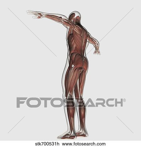 Drawing - Anatomy of male muscular system, posterior view.. Fotosearch