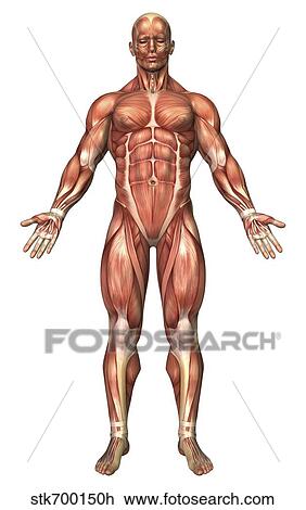Drawing - Anatomy of male muscular system, front view.. Fotosearch