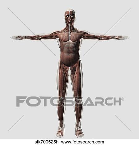 Drawing - Anatomy of male muscular system, front view.. Fotosearch