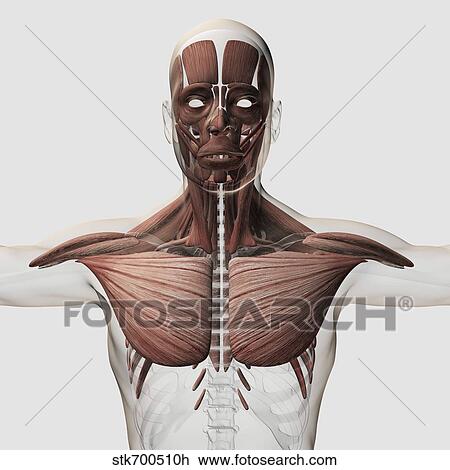 Drawing - Anatomy of male muscular system, side view.. Fotosearch