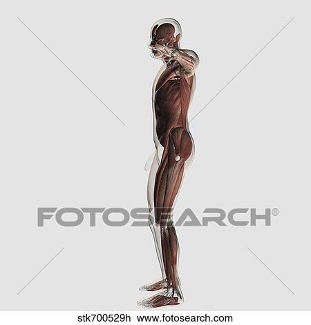 Drawing - Anatomy of male muscular system, side view.. Fotosearch