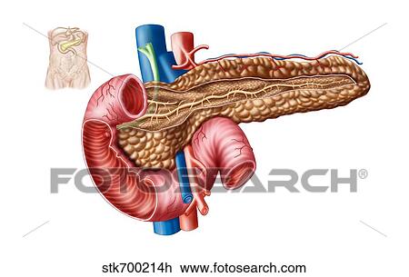 Drawing - Anatomy of pancreas.. Fotosearch