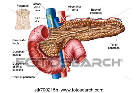 Drawing - Anatomy of pancreas.. Fotosearch