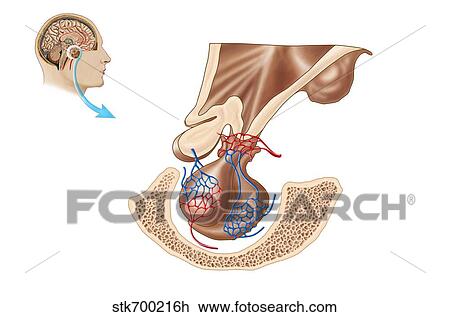 Drawing - Anatomy of pituitary gland.. Fotosearch