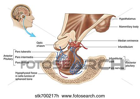 Anatomy of pituitary gland. View Large Illustration Drawing - Anatomy of pituitary gland.. Fotosearch
