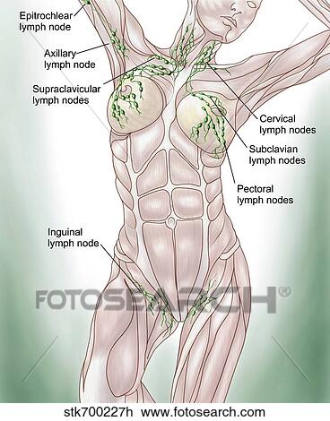Anatomy of superficial (surface) lymphatics. View Large Illustration Drawing - Anatomy of superficial (surface) lymphatics.. Fotosearch