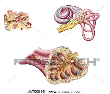 Anatomy of the cochlear duct in the human ear. View Large Illustration Drawing - Anatomy of the cochlear duct in the human ear.. Fotosearch