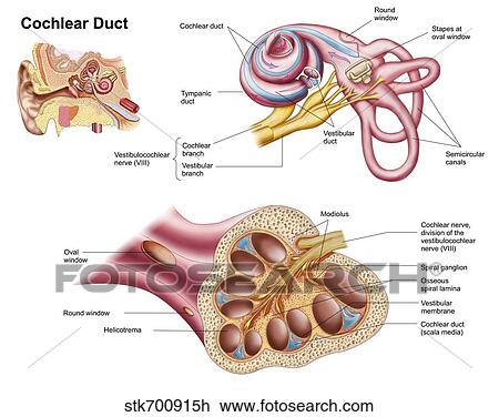 Drawing - Anatomy of the cochlear duct in the human ear.. Fotosearch