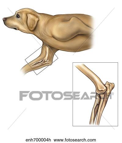 Anatomy of the dog elbow with lateral zoom. View Large Illustration Drawing - Anatomy of the dog elbow with lateral zoom.. Fotosearch