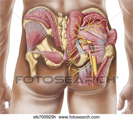 Drawing - Anatomy of the gluteal muscles in the human buttocks.. Fotosearch