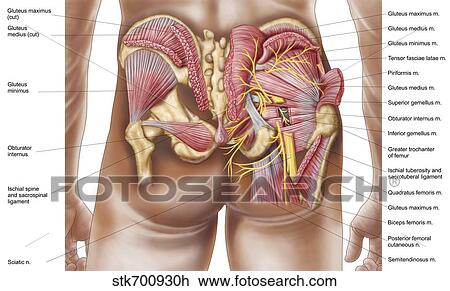 Drawing - Anatomy of the gluteal muscles in the human buttocks.. Fotosearch