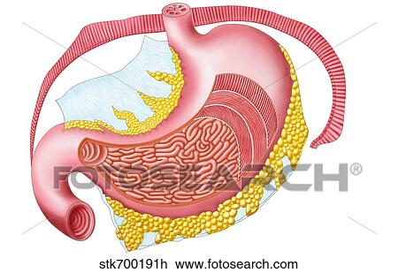 Anatomy of the human stomach. View Large Illustration Drawing - Anatomy of the human stomach.. Fotosearch