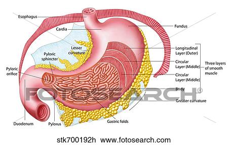 Anatomy of the human stomach. View Large Illustration Drawing - Anatomy of the human stomach.. Fotosearch