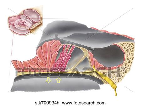 Anatomy of the organ of Corti, part of the cochlea of the inner ear. View Large Illustration Drawing - Anatomy of the organ of Corti, part of the cochlea of the inner ear.. Fotosearch