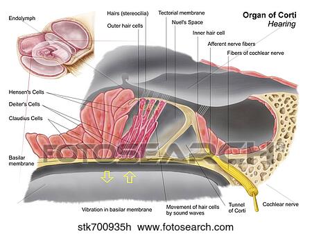 Drawing - Anatomy of the organ of Corti, part of the cochlea of the inner ear.. Fotosearch