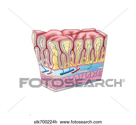Drawing - Anatomy of the structure and layers of the stomach wall.. Fotosearch
