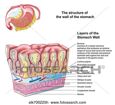 Drawing - Anatomy of the structure and layers of the stomach wall.. Fotosearch