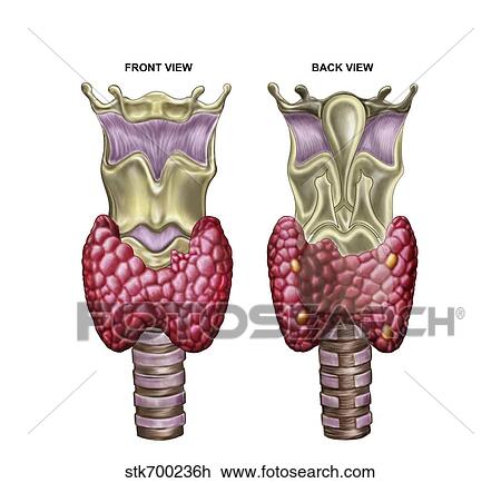 Anatomy of thyroid gland with larynx & cartilage. View Large Illustration Drawing - Anatomy of thyroid gland with larynx & cartilage.. Fotosearch