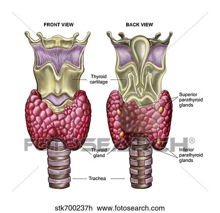 Drawing - Anatomy of thyroid gland with larynx & cartilage.. Fotosearch