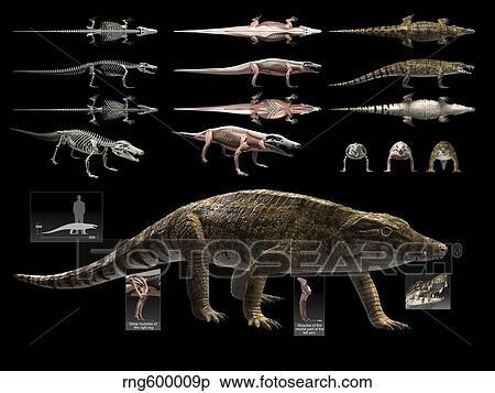 Anatomy of Uberabasuchus terrificus. View Large Illustration Stock Illustration - Anatomy of Uberabasuchus terrificus.. Fotosearch