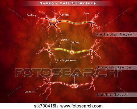 Drawing - Anatomy structure of neurons.. Fotosearch