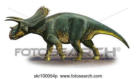 Anchiceratops ornatus, a prehistoric era dinosaur. View Large Illustration Stock Illustration - Anchiceratops ornatus, a prehistoric era dinosaur.. Fotosearch