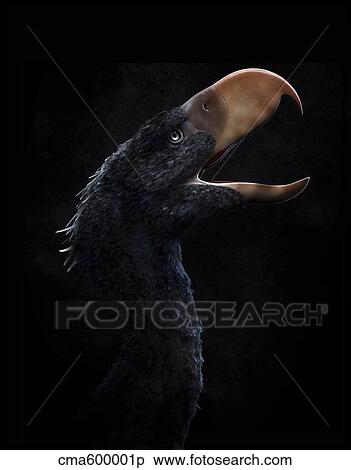 Andalgalornis steulleti, a flightless predatory bird. View Large Illustration Stock Illustration - Andalgalornis steulleti, a flightless predatory bird.. Fotosearch