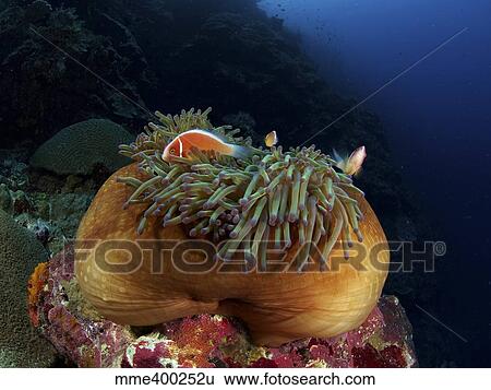 Stock Photograph - Anemonefish in a brown anemone with green tentacles, North Sulawesi.. Fotosearch