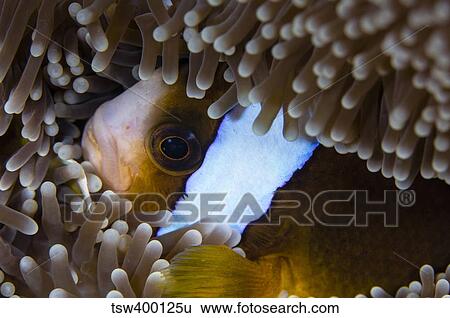 Anemonefish in an anemone, Australia. View Large Photo Image Stock Photograph - Anemonefish in an anemone, Australia.. Fotosearch