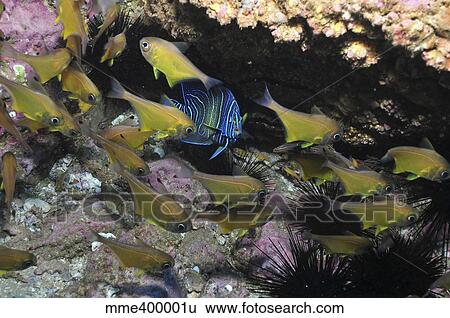 Stock Photograph - Angelfish and cardinalfish under a rocky ledge.. Fotosearch