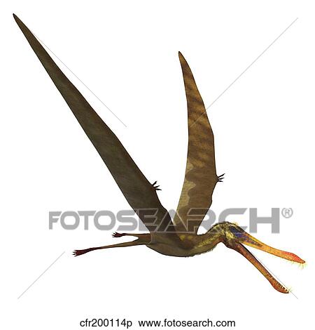 Anhanguera, a genus of Pterosaur from the Cretaceous period. View Large Illustration Stock Illustration - Anhanguera, a genus of Pterosaur from the Cretaceous period.. Fotosearch