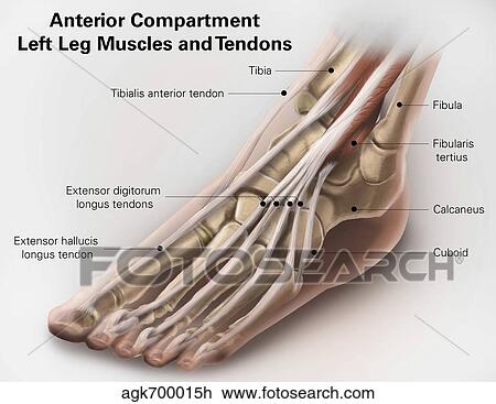 Anterior compartment anatomy of left leg muscles and tendons. View Large Illustration Drawing - Anterior compartment anatomy of left leg muscles and tendons.. Fotosearch