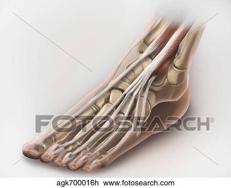 Anterior compartment anatomy of left leg muscles and tendons. View Large Illustration Drawing - Anterior compartment anatomy of left leg muscles and tendons.. Fotosearch
