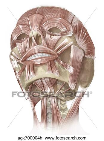 Drawing - Anterior neck and facial muscles of the human head.. Fotosearch