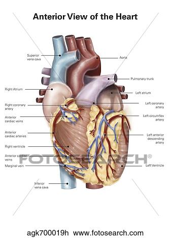 Anterior view of the human heart. View Large Illustration Drawing - Anterior view of the human heart.. Fotosearch