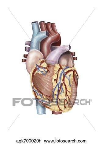 Anterior view of the human heart. View Large Illustration Drawing - Anterior view of the human heart.. Fotosearch