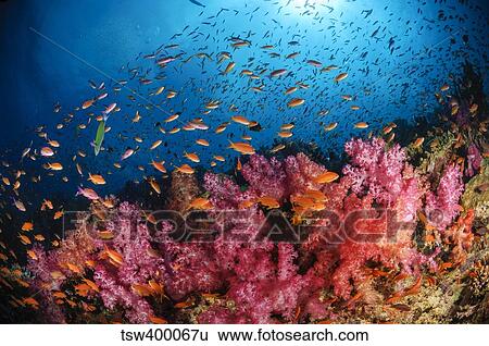 Anthias fish and soft corals, Fiji, Pacific Ocean. View Large Photo Image Stock Photograph - Anthias fish and soft corals, Fiji, Pacific Ocean.. Fotosearch