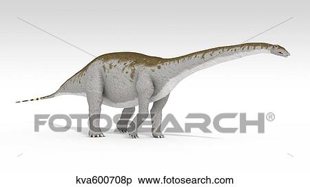 Apatosaurus dinosaur, white background. View Large Illustration Stock Illustration - Apatosaurus dinosaur, white background.. Fotosearch