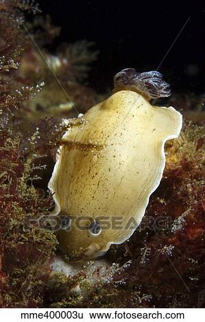 Aphelodoris varia sea slug nudibranch, Sydney, Australia. View Large Photo Image Stock Photograph - Aphelodoris varia sea slug nudibranch, Sydney, Australia.. Fotosearch