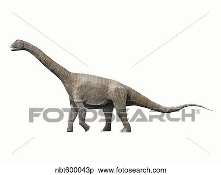 Aragosaurus ischiaticus, sauropod from the Early Cretaceous Period. View Large Illustration Stock Illustration - Aragosaurus ischiaticus, sauropod from the Early Cretaceous Period.. Fotosearch