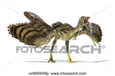 Archaeopteryx dinosaur on white background. View Large Illustration Stock Illustration - Archaeopteryx dinosaur on white background.. Fotosearch