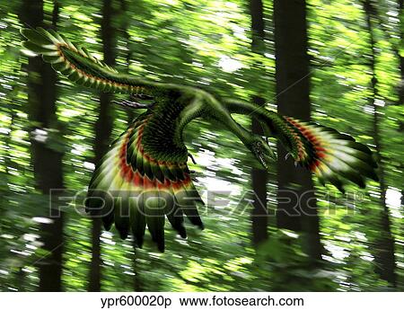Archaeopteryx flying through a forest. View Large Illustration Stock Illustration - Archaeopteryx flying through a forest.. Fotosearch