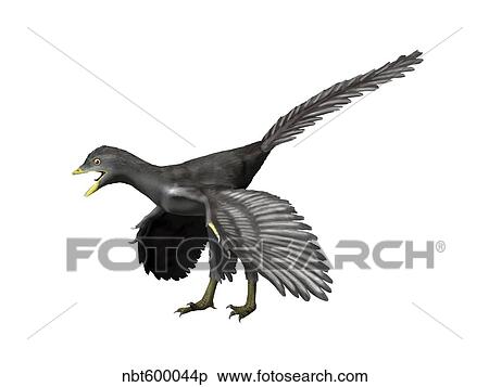 Archaeopteryx lithographica, Late Jurassic of Germany. View Large Illustration Stock Illustration - Archaeopteryx lithographica, Late Jurassic of Germany.. Fotosearch
