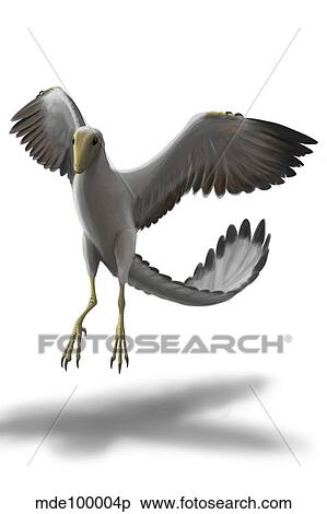 Archaeopteryx with wings spread. View Large Illustration Stock Illustration - Archaeopteryx with wings spread.. Fotosearch