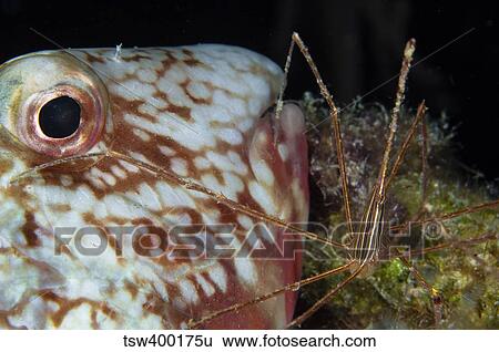 Arrow crab and parrotfish, Belize. View Large Photo Image Stock Photograph - Arrow crab and parrotfish, Belize.. Fotosearch